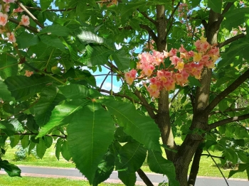 IMG_20250509_113238544_HDR (Copy)