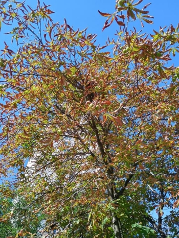 IMG_20250918_102344315_HDR (Copy)