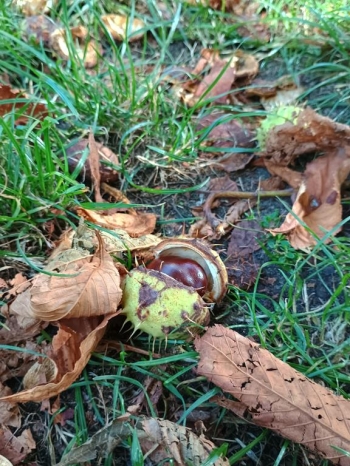 IMG_20250922_102809371_HDR (Copy)