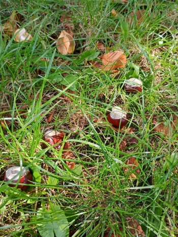 IMG_20250922_102943710_HDR (Copy)