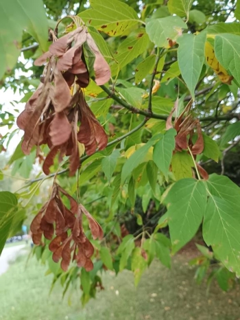 IMG_20250925_114903367 (Copy)