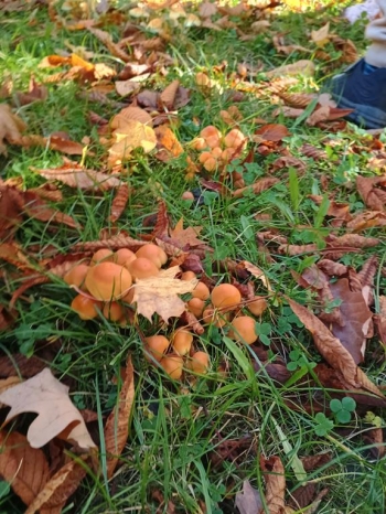 IMG_20251020_112334949_HDR (Copy)