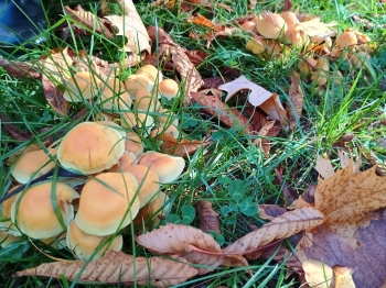 IMG_20251020_112339054_HDR (Copy)