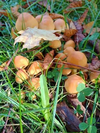 IMG_20251020_112406944_HDR (Copy)