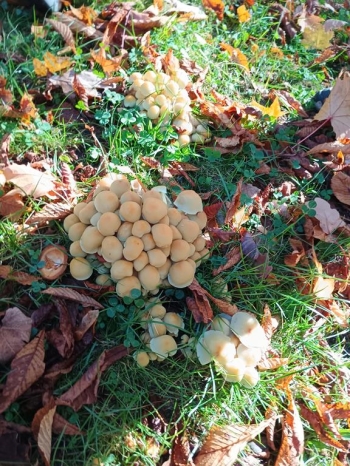 IMG_20251020_112423802_HDR (Copy)