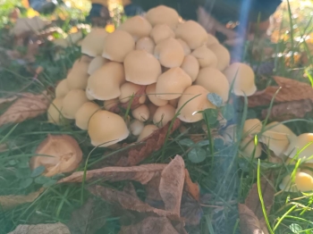 IMG_20251020_112436285 (Copy)