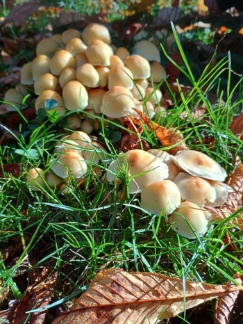 IMG_20251020_112439561_HDR (Copy)