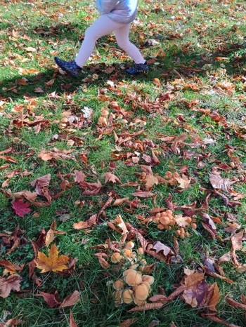 IMG_20251020_112526224_HDR (Copy)