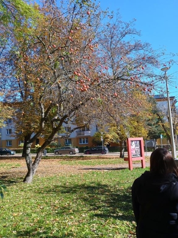 IMG_20251020_113336313_HDR (Copy)