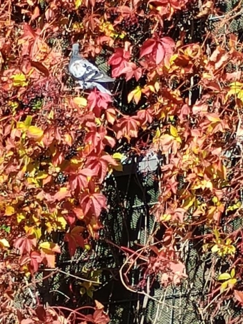 IMG_20251020_114531941 (Copy)