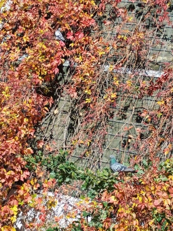 IMG_20251020_114538619 (Copy)