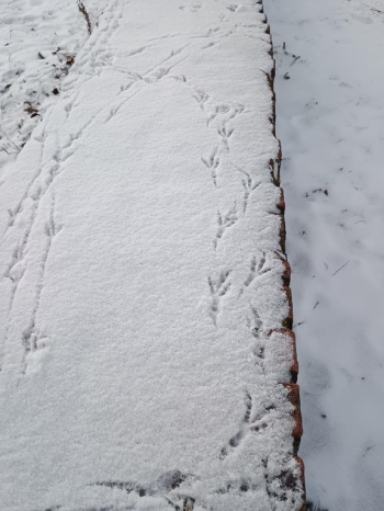 IMG-20260118-WA0749b