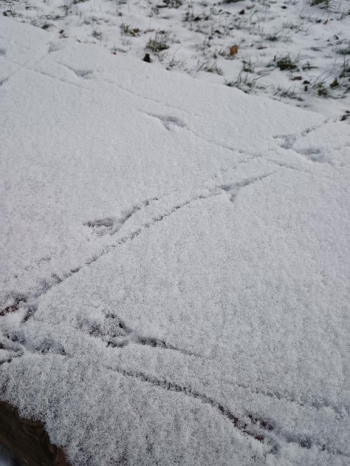 IMG-20260118-WA0749a