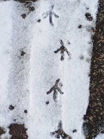 IMG-20260118-WA0749c